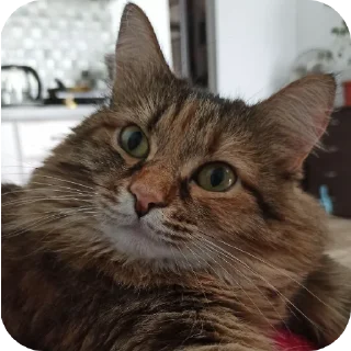 Стикер Лесенка❄️ - 11