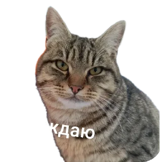 Sticker Леста - 10