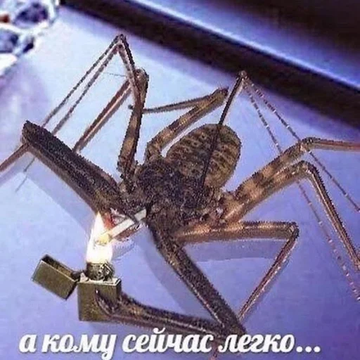 text animal invertebrate