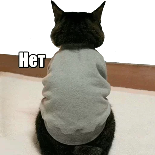 small to medium-sized cats animal cat