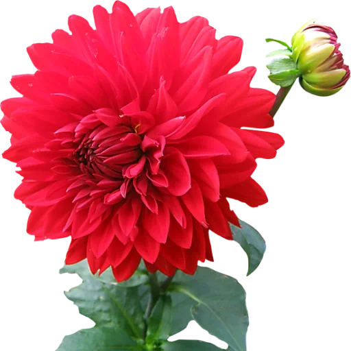 Sticker @potinhodeouro - 0