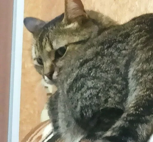 животное кошка млекопитающее