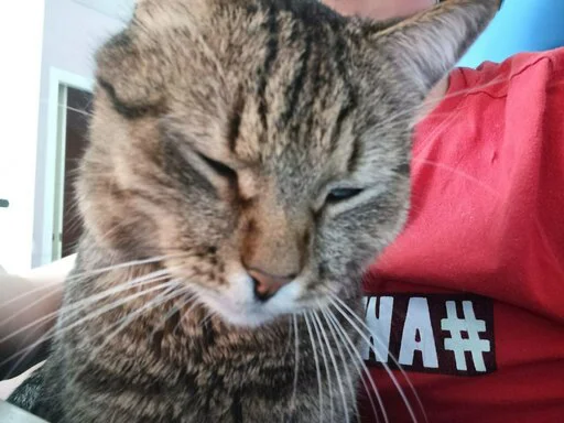 кошка кошки малого и среднего размера усы