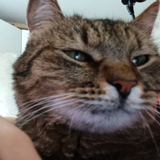 кошка кошки малого и среднего размера усы