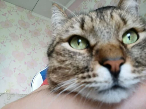 животное кошка млекопитающее