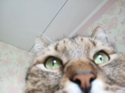 животное кошка млекопитающее