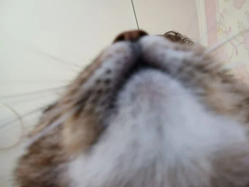 животное млекопитающее мех