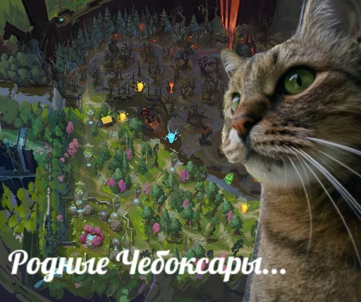 животное кошка домашняя кошка