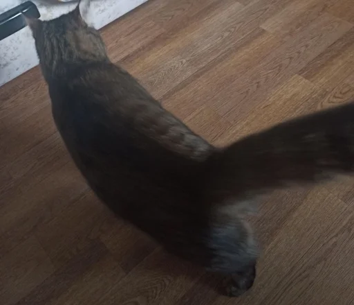 этаж комнатный хвост