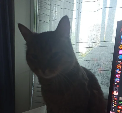 окно комнатный кошки малого и среднего размера