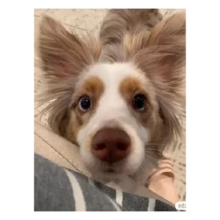 Sticker Лично Максанса - 6