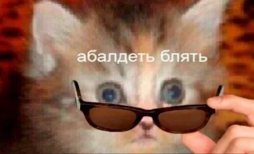 Очки кошка котёнок