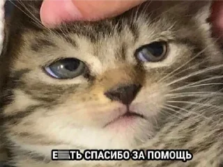 Sticker ¯\_(ツ)_/¯ @TgEmodziBot - 7