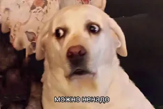 Sticker ¯\_(ツ)_/¯ @TgEmodziBot - 10