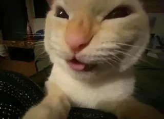 Sticker ¯\_(ツ)_/¯ @TgEmodziBot - 11