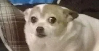 Sticker ¯\_(ツ)_/¯ @TgEmodziBot - 0