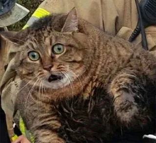 Sticker ¯\_(ツ)_/¯ @TgEmodziBot - 8