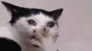 Sticker ¯\_(ツ)_/¯ @TgEmodziBot - 5