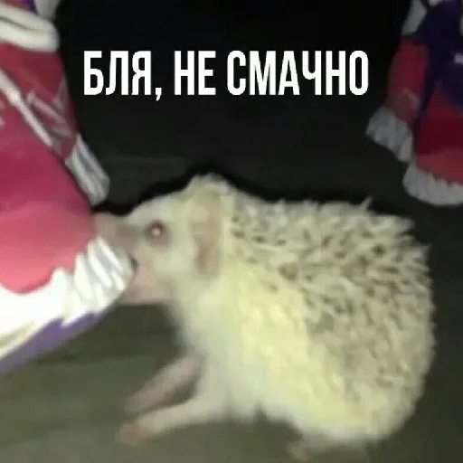 animal mammal hedgehog