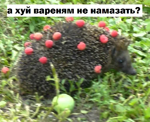 animal mammal hedgehog