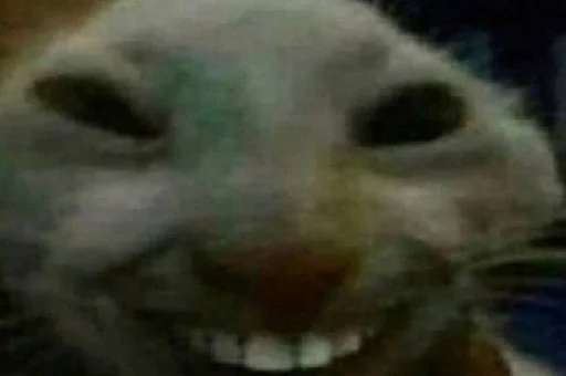 mammal animal small to medium-sized cats