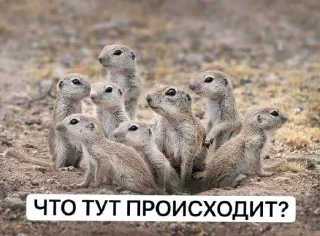 Sticker Зверушки - 7