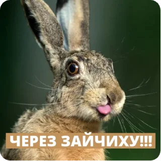 Sticker Зверушки - 11