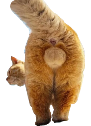 Sticker Lika kit - 1