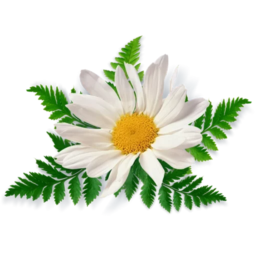 Стикер LikePackyo - 1