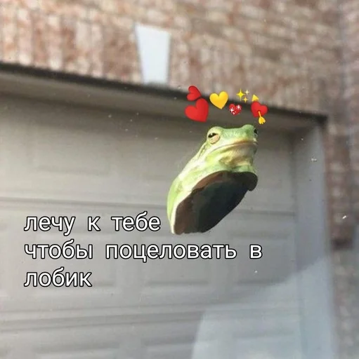 здание цветок животное