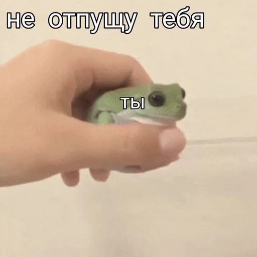 амфибия лягушка