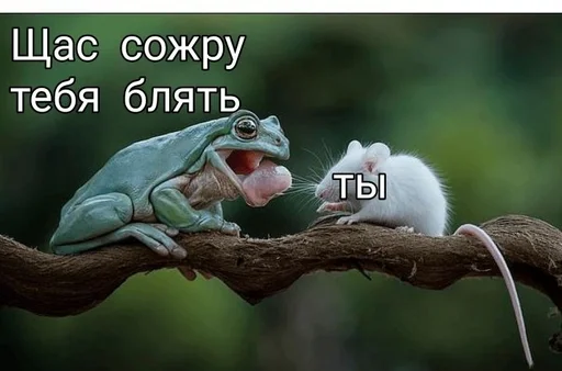 животное пресмыкающееся ящерица