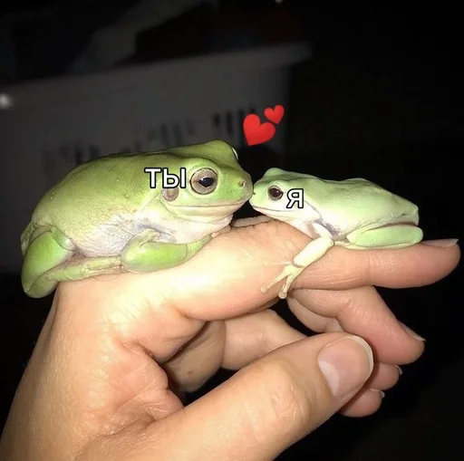 лягушка амфибия настоящая лягушка