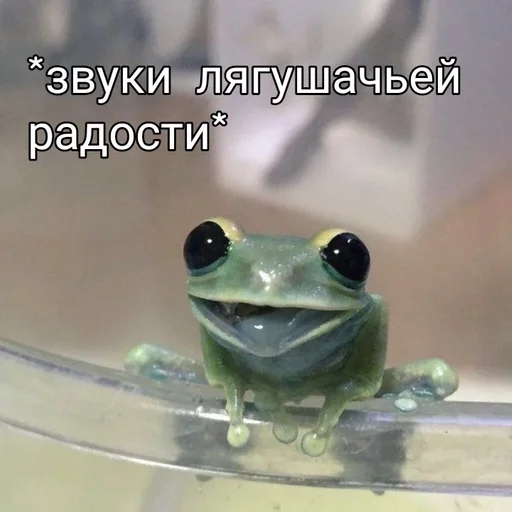 животное лягушка настоящая лягушка