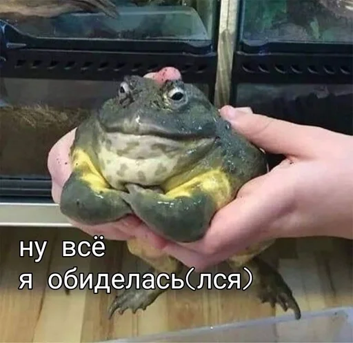 животное СМС амфибия