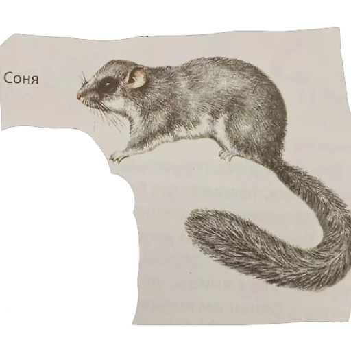 Стикер Lilimky - 1