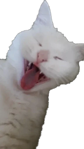 Ліліт хайп - 