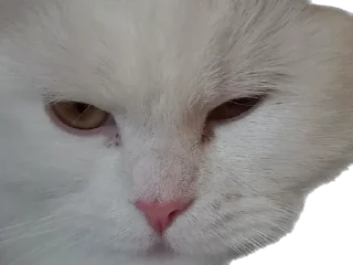 Sticker Ліліт хайп - 4