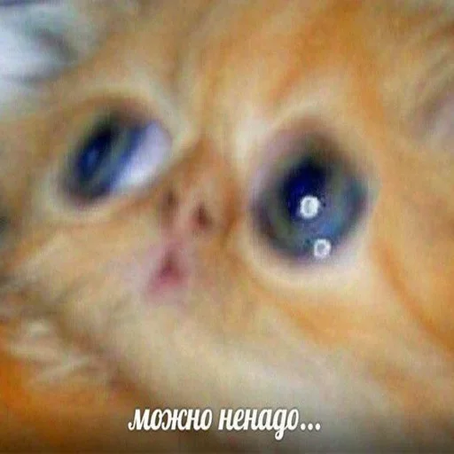 млекопитающее животное кошка