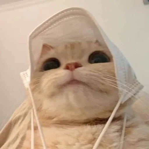 indoor cat small to medium-sized cats