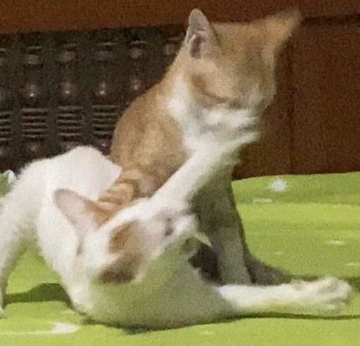 animal mammal indoor