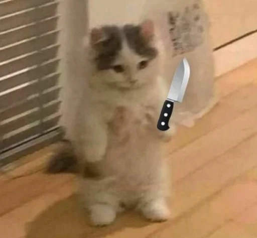 indoor small to medium-sized cats felidae