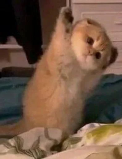 animal mammal indoor