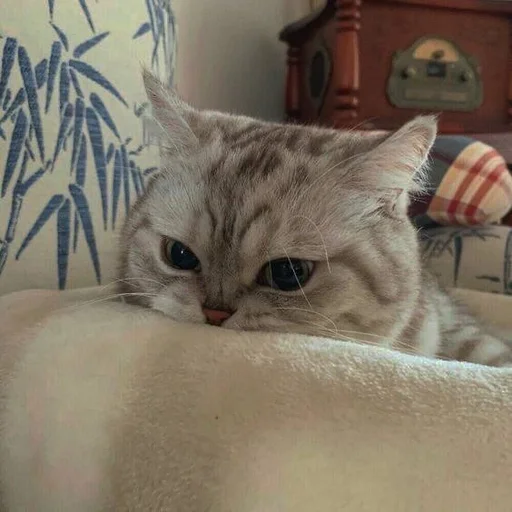 cat mammal small to medium-sized cats