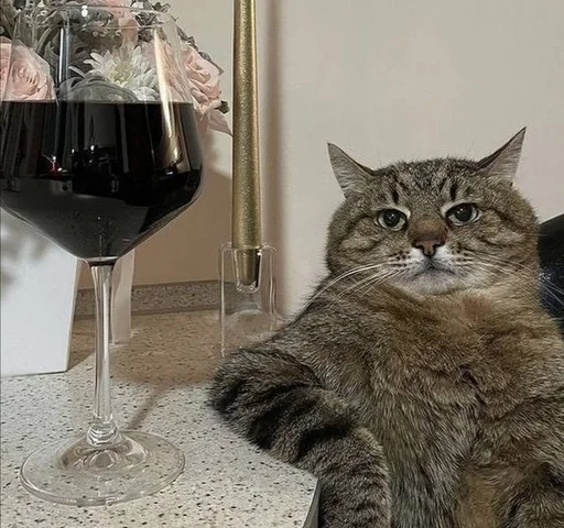 wine wine glass small to medium-sized cats