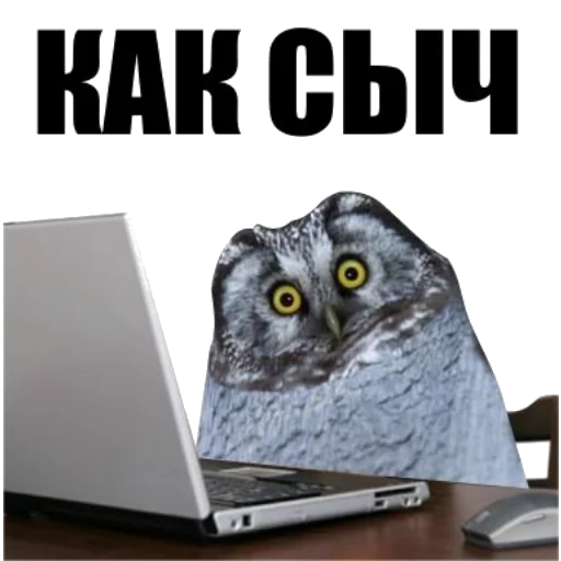 owl text computer