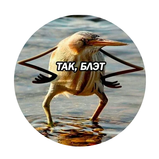 aquatic bird bird water