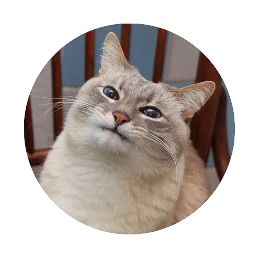 cat domestic cat small to medium-sized cats