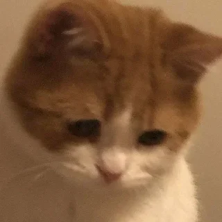 Sticker Пиздец @Femoji - 1