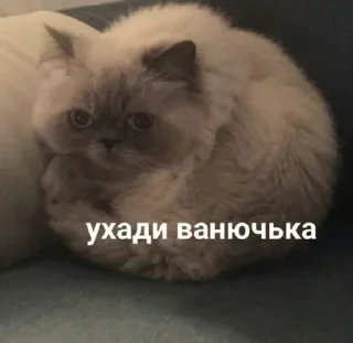 Sticker Пиздец @Femoji - 11